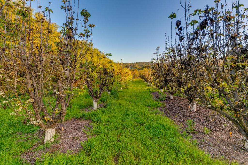 Orchard